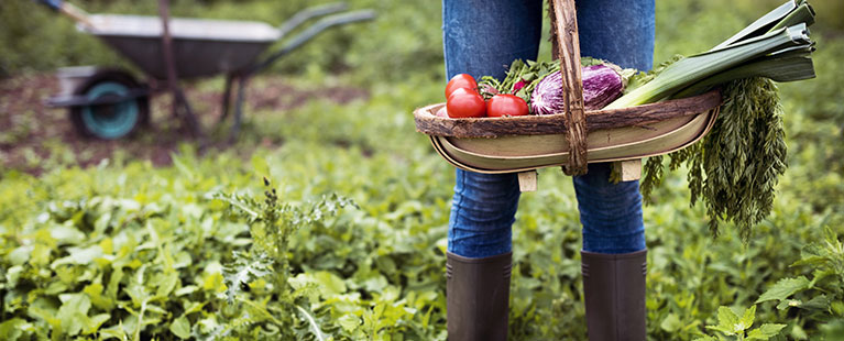 Potager