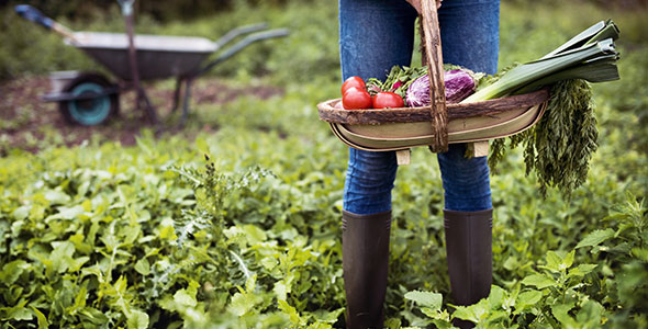 Potager