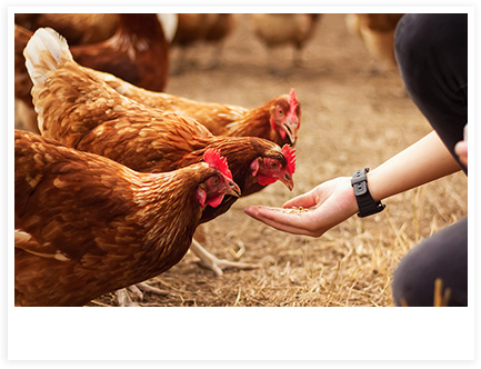 Poules