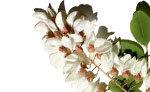 Gamme Aroma